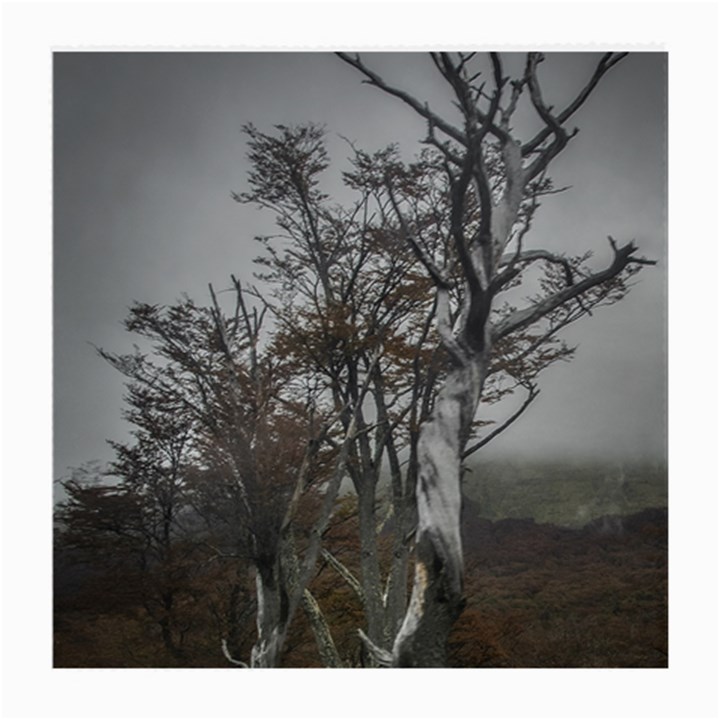 Nature s Resilience: Tierra del Fuego Forest, Argentina Medium Glasses Cloth