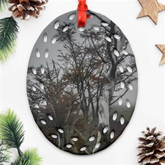 Nature s Resilience: Tierra Del Fuego Forest, Argentina Ornament (oval Filigree) by dflcprintsclothing