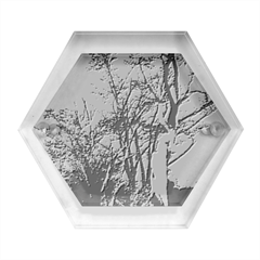 Nature s Resilience: Tierra Del Fuego Forest, Argentina Hexagon Wood Jewelry Box by dflcprintsclothing