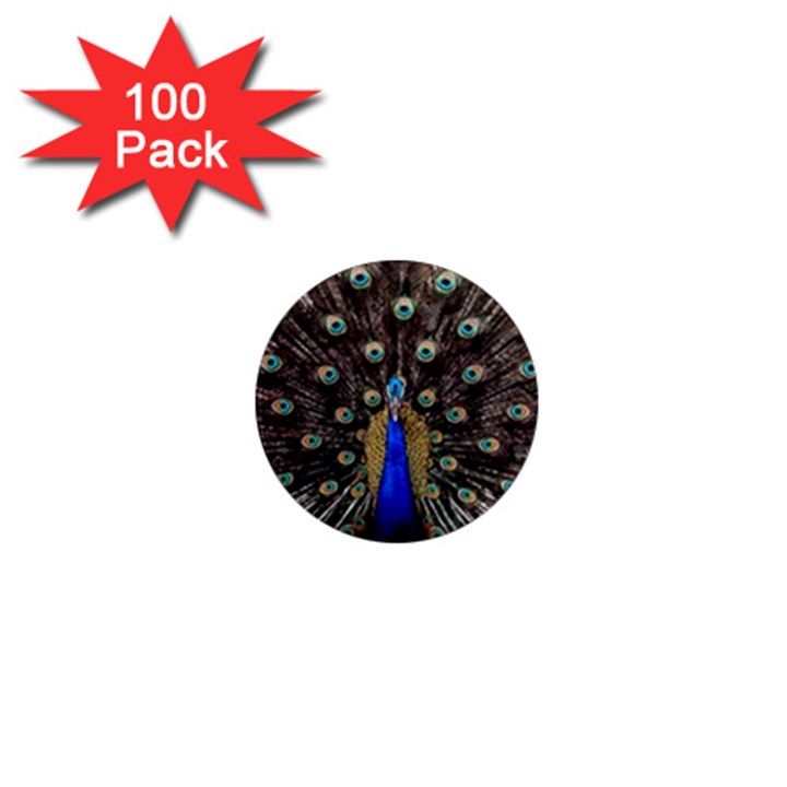 Peacock 1  Mini Magnets (100 pack) 