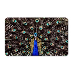 Peacock Magnet (rectangular) by Ket1n9