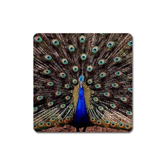 Peacock Square Magnet by Ket1n9