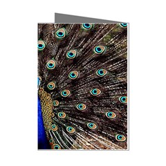 Peacock Mini Greeting Cards (pkg Of 8) by Ket1n9