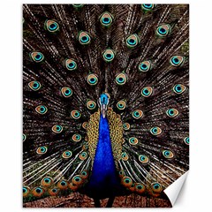 Peacock Canvas 16  X 20  by Ket1n9