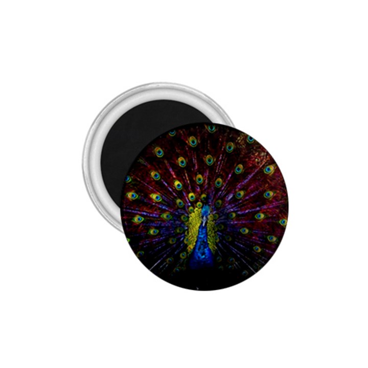 Beautiful Peacock Feather 1.75  Magnets