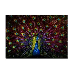 Beautiful Peacock Feather Sticker A4 (100 Pack) by Ket1n9