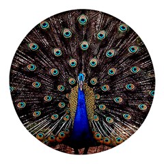 Peacock Round Glass Fridge Magnet (4 Pack) by Ket1n9