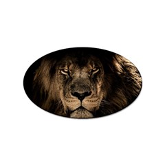 African-lion-mane-close-eyes Sticker Oval (100 Pack)