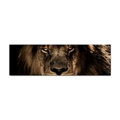 African-lion-mane-close-eyes Sticker Bumper (10 Pack) by Ket1n9