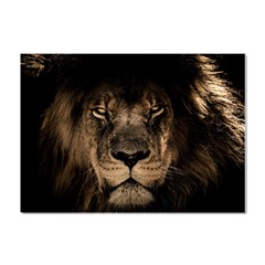 African-lion-mane-close-eyes Crystal Sticker (a4) by Ket1n9