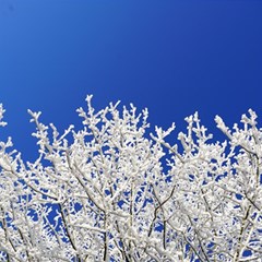 Crown-aesthetic-branches-hoarfrost- Play Mat (square) by Ket1n9