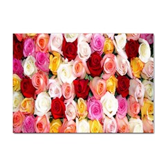 Rose Color Beautiful Flowers Sticker A4 (100 Pack) by Ket1n9