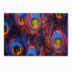 Pretty Peacock Feather Postcards 5  X 7  (pkg Of 10) by Ket1n9