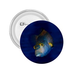 Fish Blue Animal Water Nature 2 25  Buttons by Amaryn4rt