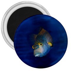 Fish Blue Animal Water Nature 3  Magnets by Amaryn4rt