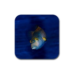 Fish Blue Animal Water Nature Rubber Square Coaster (4 Pack) by Amaryn4rt