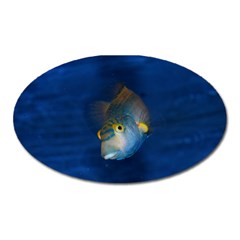 Fish Blue Animal Water Nature Oval Magnet by Amaryn4rt