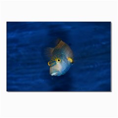 Fish Blue Animal Water Nature Postcard 4 x 6  (pkg Of 10) by Amaryn4rt