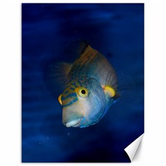 Fish Blue Animal Water Nature Canvas 18  X 24  by Amaryn4rt