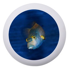 Fish Blue Animal Water Nature Dento Box With Mirror by Amaryn4rt