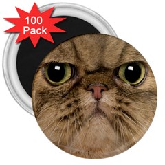 Cute Persian Catface In Closeup 3  Magnets (100 Pack) by Amaryn4rt