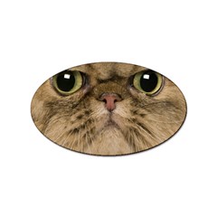 Cute Persian Catface In Closeup Sticker (oval) by Amaryn4rt