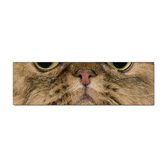 Cute Persian Catface In Closeup Sticker Bumper (10 Pack) by Amaryn4rt