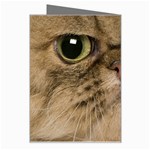 Cute Persian Catface In Closeup Greeting Card Right