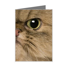 Cute Persian Catface In Closeup Mini Greeting Card by Amaryn4rt