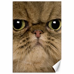 Cute Persian Catface In Closeup Canvas 12  X 18  by Amaryn4rt