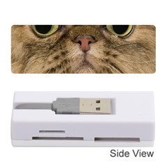 Cute Persian Catface In Closeup Memory Card Reader (stick) by Amaryn4rt