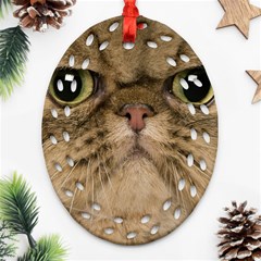 Cute Persian Catface In Closeup Ornament (oval Filigree) by Amaryn4rt