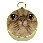 Cute Persian Catface In Closeup Gold Compasses Front