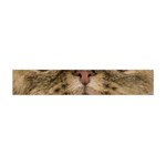 Cute Persian Catface In Closeup Premium Plush Fleece Scarf (Mini) Front