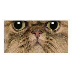 Cute Persian Catface In Closeup Satin Wrap 35  X 70  by Amaryn4rt