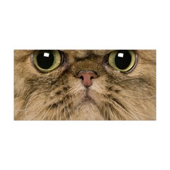 Cute Persian Catface In Closeup Yoga Headband by Amaryn4rt