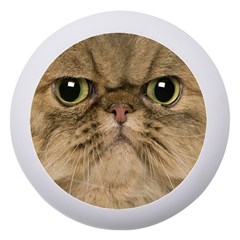 Cute Persian Catface In Closeup Dento Box With Mirror by Amaryn4rt