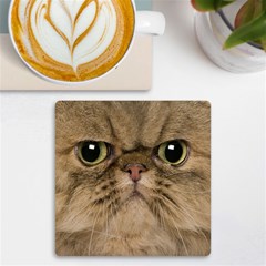 Cute Persian Catface In Closeup Uv Print Square Tile Coaster  by Amaryn4rt