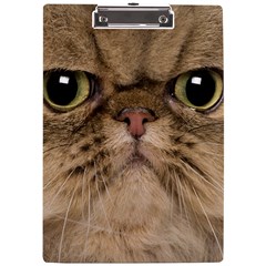 Cute Persian Catface In Closeup A4 Acrylic Clipboard by Amaryn4rt