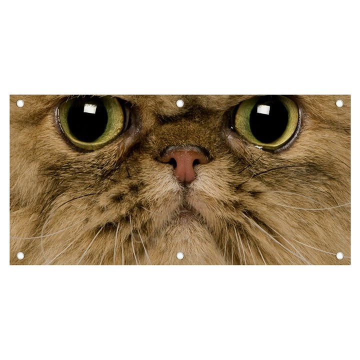 Cute Persian Catface In Closeup Banner and Sign 4  x 2 