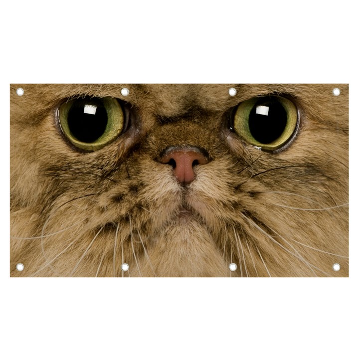 Cute Persian Catface In Closeup Banner and Sign 7  x 4 