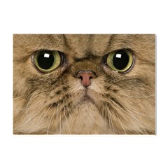 Cute Persian Catface In Closeup Crystal Sticker (a4) by Amaryn4rt