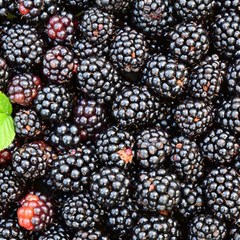 Blackberries-background-black-dark Play Mat (square) by Amaryn4rt