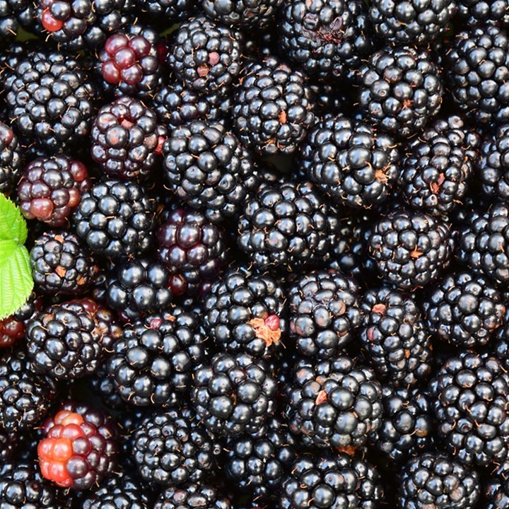 Blackberries-background-black-dark Play Mat (Square)