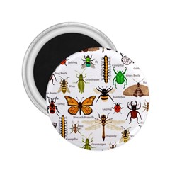 Insects-seamless-pattern 2.25  Magnets