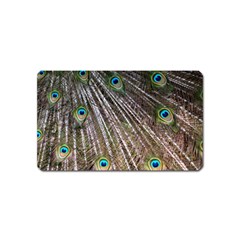 Peacock-feathers-pattern-colorful Magnet (name Card) by Amaryn4rt