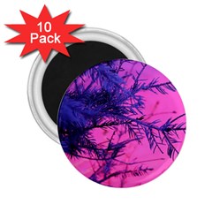 Fir Sunset Frost Snow 2 25  Magnets (10 Pack)  by Pakjumat