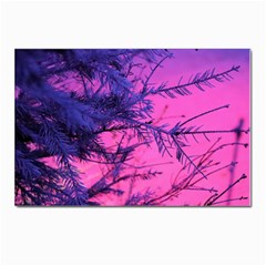 Fir Sunset Frost Snow Postcard 4 x 6  (pkg Of 10) by Pakjumat