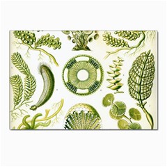 Algae Green Algae Chlorophyceae Postcards 5  X 7  (pkg Of 10) by Pakjumat