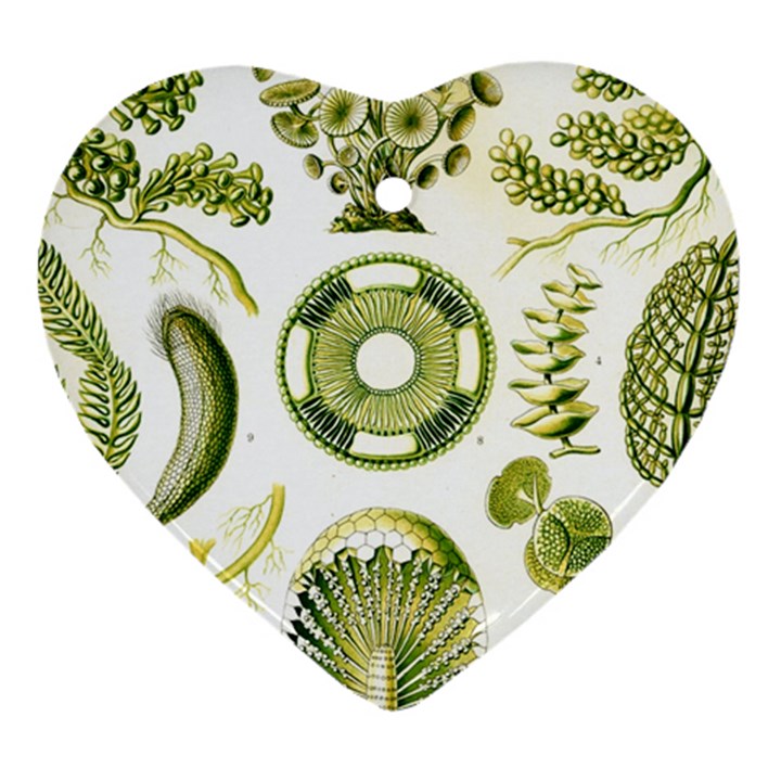 Algae Green Algae Chlorophyceae Heart Ornament (Two Sides)